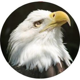 Set of 4 Coasters American Bald Eagle